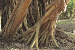 Tree Roots